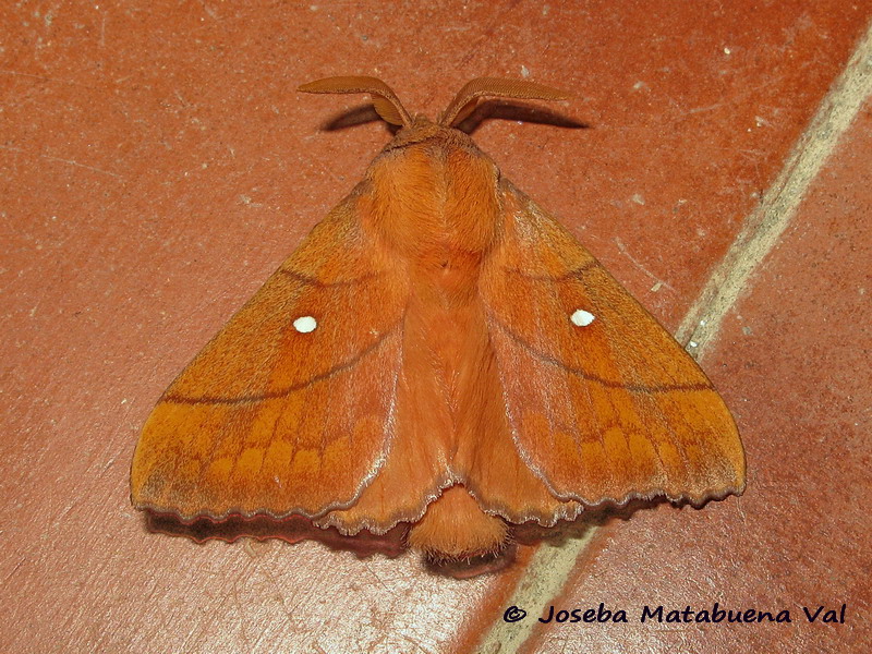 Odonestis pruni - Lasiocampidae